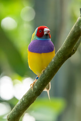 Gouldian finch (Erythrura gouldiae) in a Florida Garden