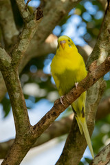 Yellow Parrot like bird in Florida Aviary