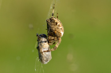 Gartenkreuzspinne