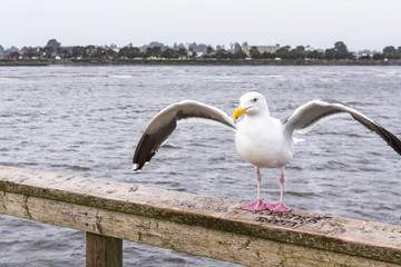 Seagulls at the coast