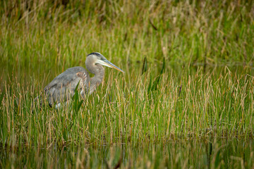Great Blue Heron in a Florida Wetland