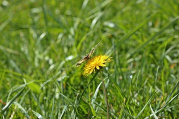 Schwalbenschwanz (Papilio machaon) auf Löwenzahn
