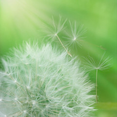 Lush lush green grass on meadow dandelion