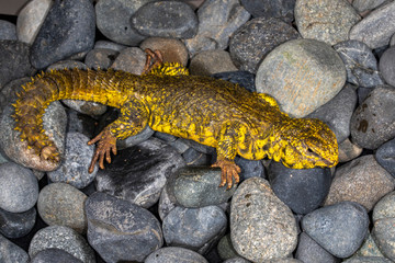 Yellow Saharan Yellow Uromastyx Lizard 