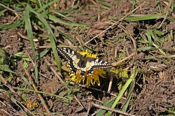 Schwalbenschwanz (Papilio machaon) auf Löwenzahn