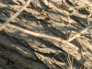 The structure of the alder tree.