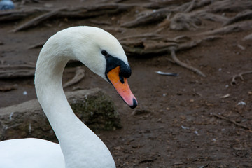 Fototapeta premium Swan near Vltava river in Prague, Czechia