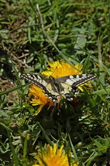 Schwalbenschwanz (Papilio machaon) auf Löwenzahn
