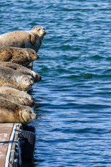 Earless seals in Gold Beach, Oregon © wollertz