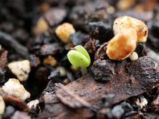 Brote de albahaca