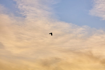 A bird flying in the evening sky