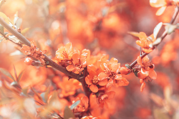 spring background. Beautiful nature scene with blooming tree and sun flare. Beautiful Orchard Abstract blurred background. Toned picture, copy space.