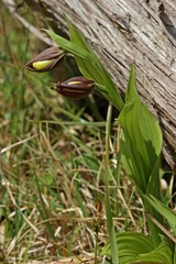 Gelber Frauenschuh (Cypripedium calceolus) kurz vor der Blüte