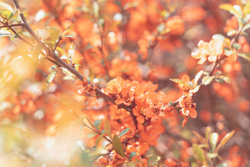 spring flowers background. Abstract blurred background of of spring blossoms tree. selective focus. Toned picture, copy space.