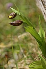 Gelber Frauenschuh (Cypripedium calceolus) kurz vor der Blüte