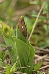 Gelber Frauenschuh (Cypripedium calceolus) kurz vor der Blüte