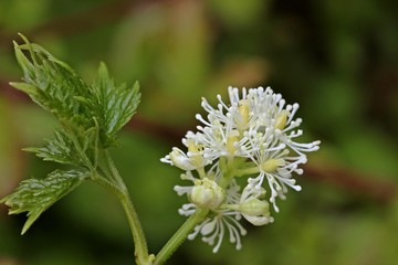 Blühendes Ähriges Christophskraut (Actaea spicata).