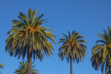Fototapeta na wymiar foto de palmeras verdes con cocos y un cielo azul