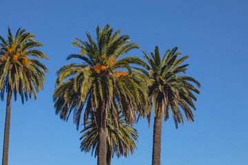 Obraz na płótnie Canvas foto de palmeras verdes con cocos y un cielo azul
