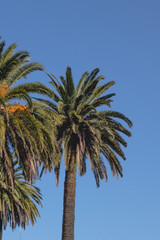Obraz na płótnie Canvas foto de palmeras verdes con cocos y un cielo azul