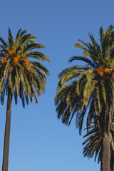 Fototapeta na wymiar foto de palmeras verdes con cocos y un cielo azul