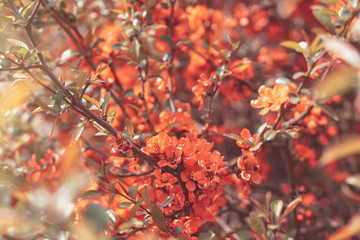 flowers background. Beautiful floral spring abstract background of nature. Soft focus, toned picture, copy space.