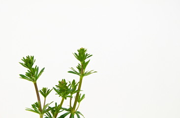Shots of a  hedge bedstraw also known as false baby's breath isolated on a white background,...