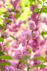 Sprigs of coral blooming veygela on a clear spring day