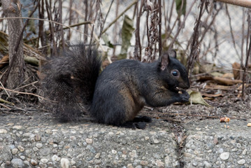 Naklejka na ściany i meble Black Squirrel feeding in Winter n a Back Yard with a Funny and Confused Look. So quite and funny squirrel in wildlife outdoor. Closeup squirrel for your background 