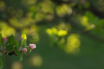 Piękne rozwijające się kwiaty jabłoni na tle słońca