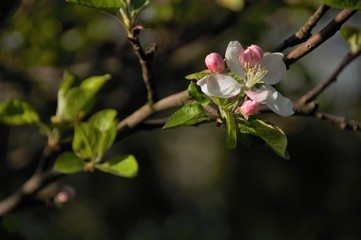 Piękne wiosenne biało różowe kwiaty jabłoni podczas kwitnienia - obrazy, fototapety, plakaty