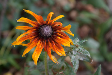 Pomarańczowy kwiat. Nagietki. 