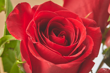 beautiful flower close up red rose on background