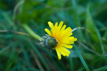 Żółty kwiat. Mlecz, chryzantema. © Andzia