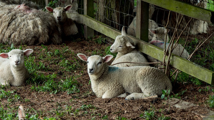 SHEEP AND LAMBS BEFORE THE RAIN  © Laurence
