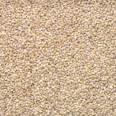 Pearl barley seeds