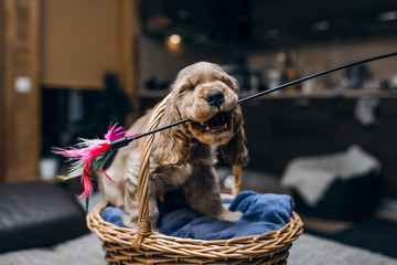 Cocker spaniel play with toy