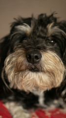 piesek hawajczyk. © Bernadeta