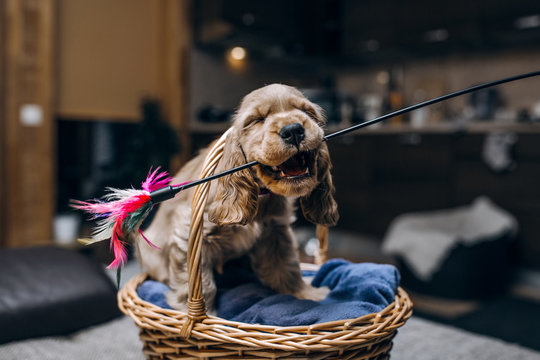 Cocker spaniel play with toy