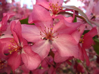 Japanese sakura tree blossom