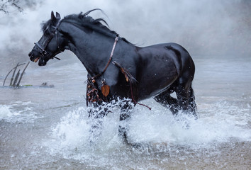 Black beautiful horse running in the water. Splash water around. Nature landscape around. Side-view...