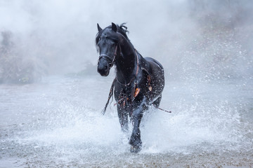 Black beautiful horse running in the water. Splash water around. Nature landscape around. Side-view...
