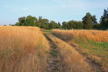 Fototapeta premium Feldweg