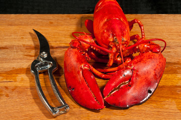 Top, front,  view, close distance of a steamed north American lobster,  with stainless-steel,
cutting-sheres, on a wood cutting board