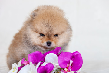 Amazing  beige or brown breed pomeranian dog is looking to camera.  Cutout puppy of dwarf Spitz on cream background for website, online  catalog.
