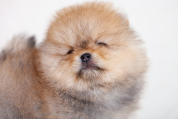 Amazing  beige or brown breed pomeranian dog is looking to camera.  Cutout puppy of dwarf Spitz on cream background for website, online  catalog.