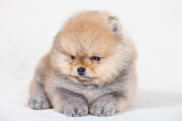 Amazing  beige or brown breed pomeranian dog is looking to camera.  Cutout puppy of dwarf Spitz on cream background for website, online  catalog.