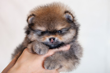 Amazing  beige or brown breed pomeranian dog is looking to camera.  Cutout puppy of dwarf Spitz on cream background for website, online  catalog.