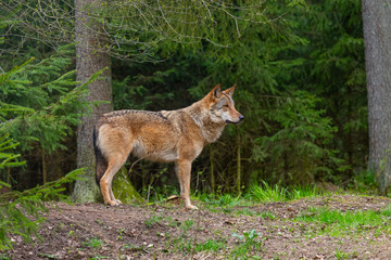 One grey wolf in the forest  is looking into camera. Landscape view, summer time. Lithuania, Rusnes national park.