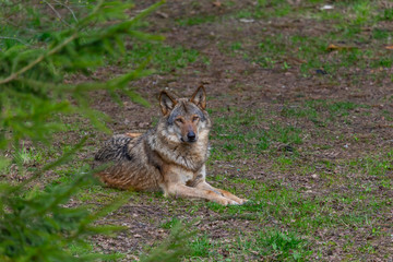 One grey wolf in the forest  is looking into camera. Landscape view, summer time. Lithuania, Rusnes national park.